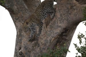 MINIMIZ voyage Tanzanie en famille Safari14