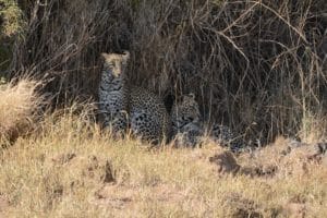 MINIMIZ voyage Tanzanie en famille Safari20